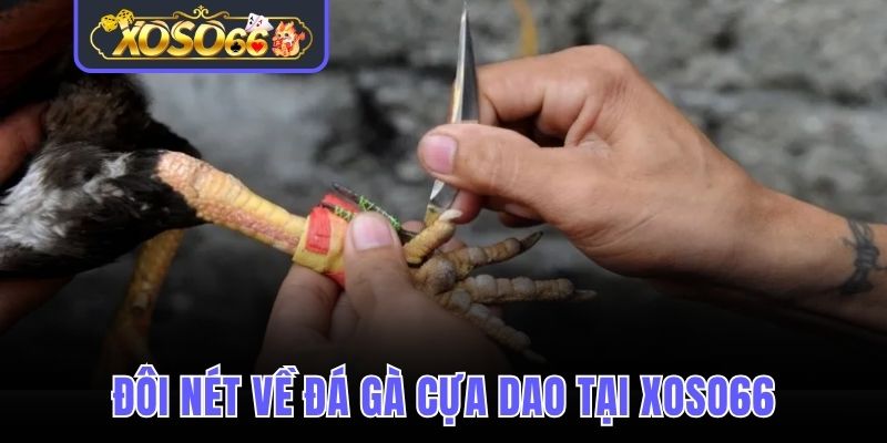 Đá gà cựa dao loại hình giải trí hấp dẫn năm 2025 