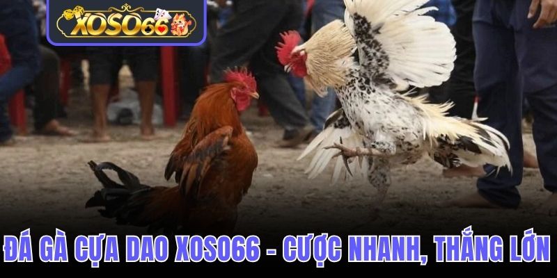 Đá gà cựa dao Xoso66