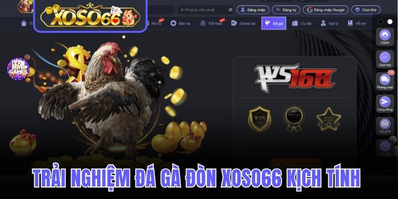 Đá gà đòn Xoso66