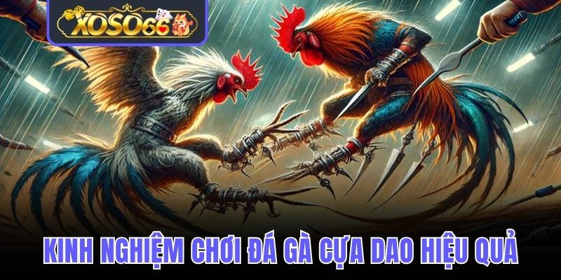 Một vài mẹo cược cựa dao hiệu quả 
